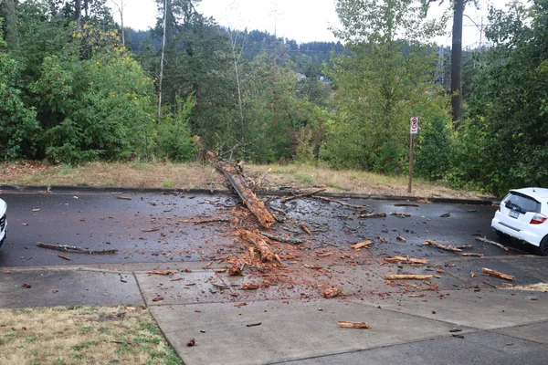 A fallen tree stretched across a wet neighborhood street.