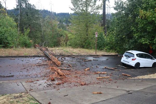 A wide view of the trunk, debris, and parked car from the driveway.
