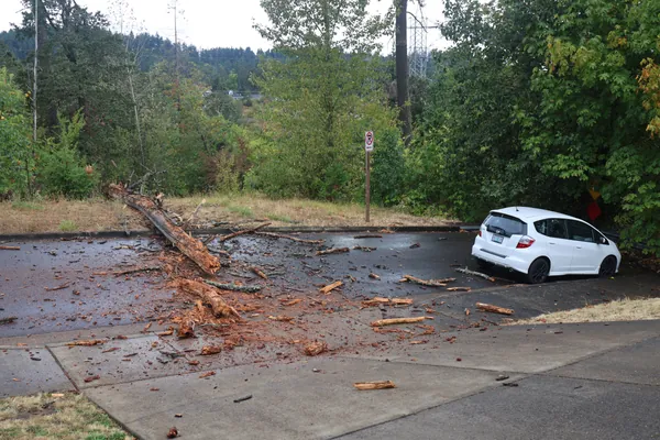 The tree blocking the road with broken limbs scattered around it.