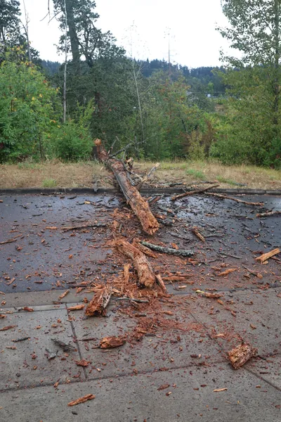 The shattered trunk and loose bark lying in the street.