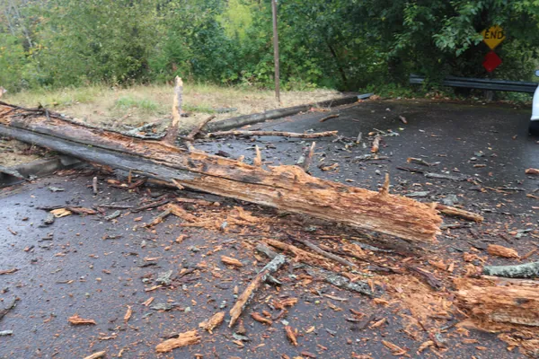 A closer view along the length of the fallen trunk.
