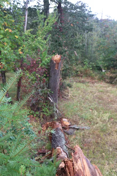 The jagged stump left standing on the slope.