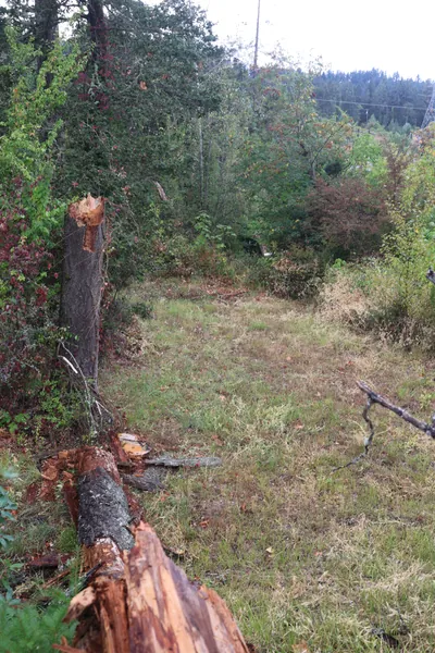 The broken stump and a fallen limb among the grass and brush.
