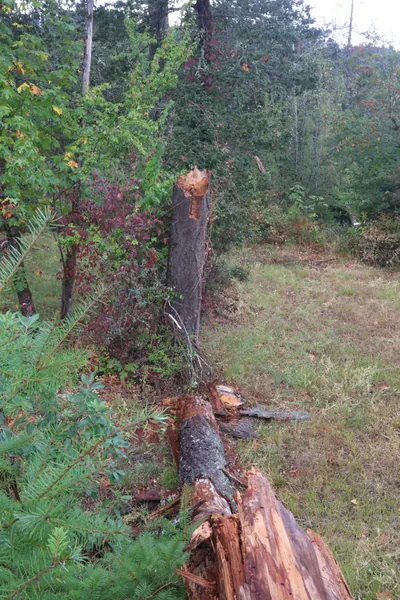 The snapped tree viewed from beside the remaining stump.