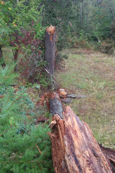 Fresh splinters and exposed wood where the tree broke.