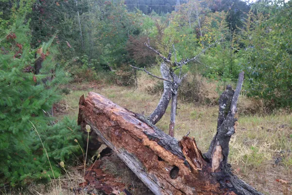 The fractured base of the tree with limbs resting on the hillside.