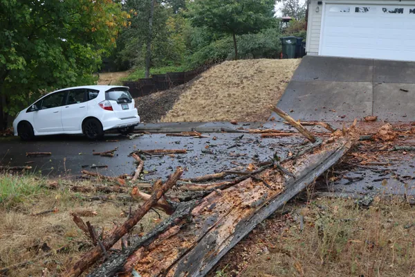 The trunk reaching from the slope across the street beside a white car.