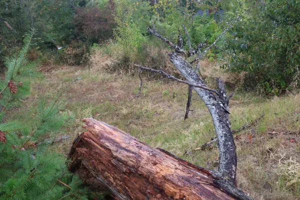 A close view of the fallen trunk from the hillside.