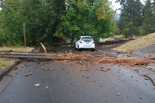 The tree lying across the full width of the road.