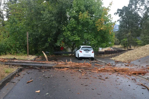 Branches and trunk blocking both lanes of the street.