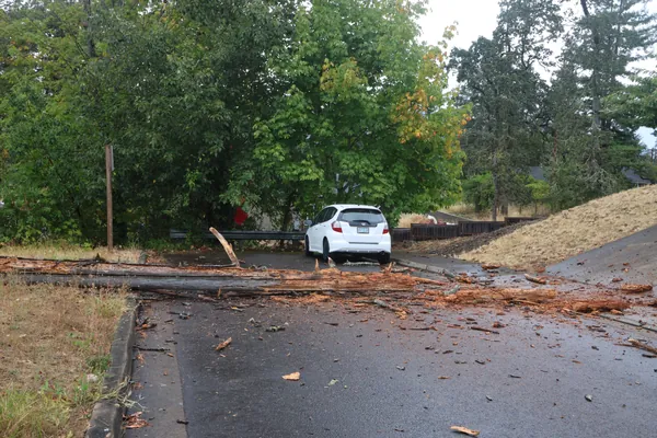 A street-level view of the fallen tree beside a parked car.