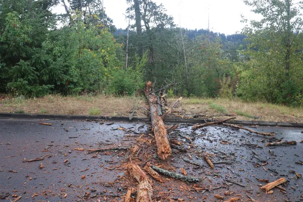 The splintered trunk and debris seen from the driveway.