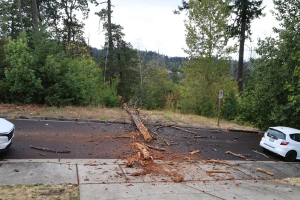 The fallen tree still blocking the street later in the afternoon.