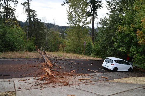 A wider afternoon view of the trunk across the roadway.