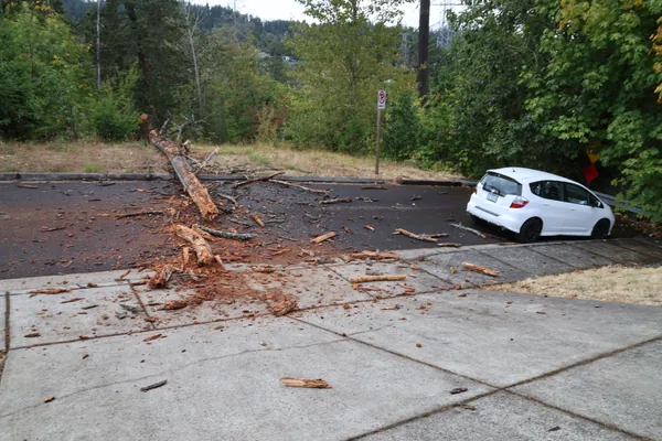 The tree and scattered bark photographed from the sidewalk.