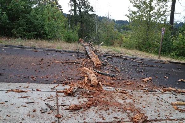 The length of the broken trunk stretching across the street.