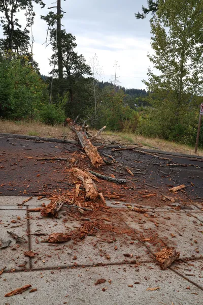 A vertical view of the trunk and debris from the driveway.