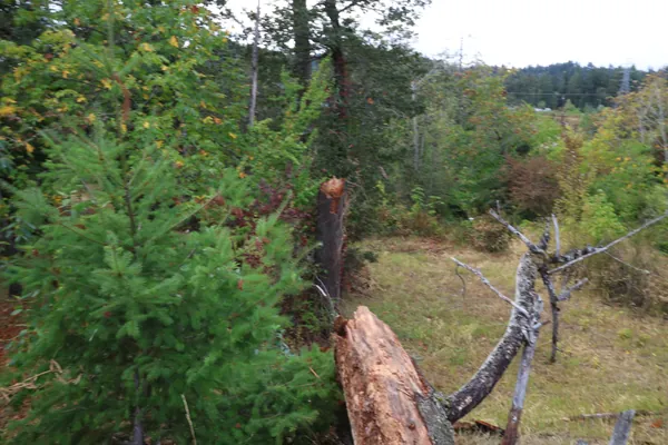 The snapped stump partly hidden by evergreen branches.