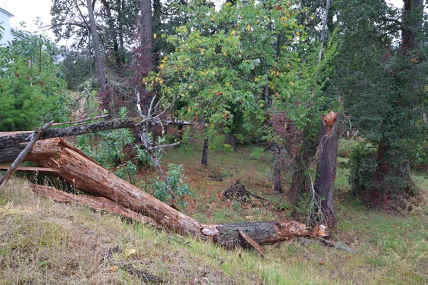 The fallen tree and standing stump viewed across the slope.