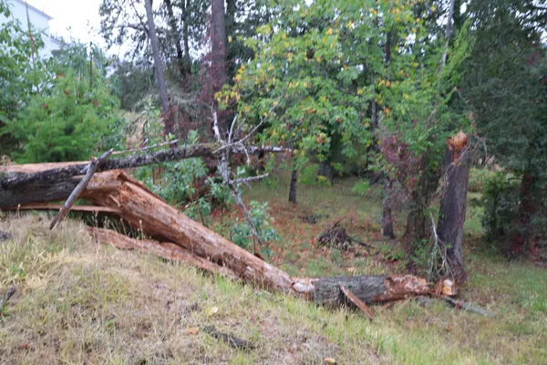 The broken trunk resting among trees and brush.
