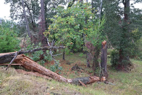 A side view of the fallen tree below the remaining stump.