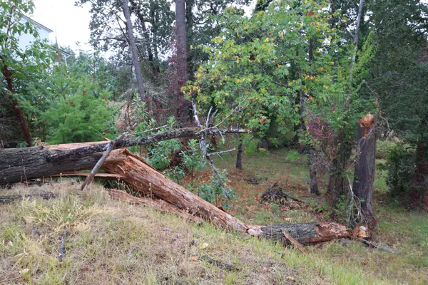 The long split in the trunk seen from the hillside.