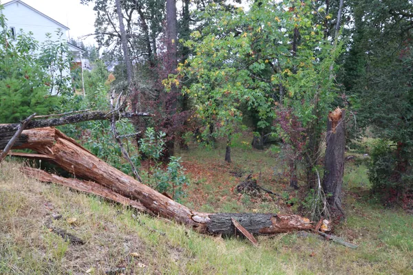 The stump and fallen trunk framed by trees on the slope.
