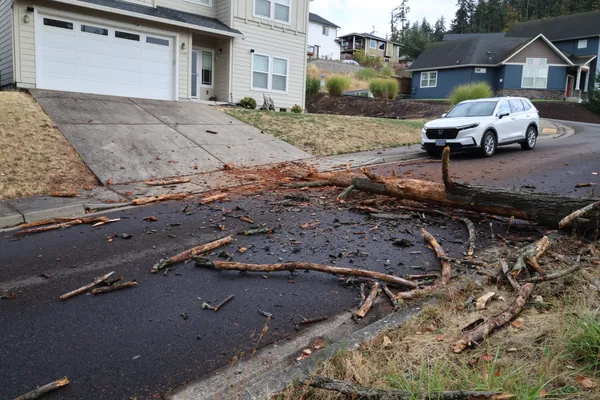 Branches, bark, and the trunk covering the street near a driveway.