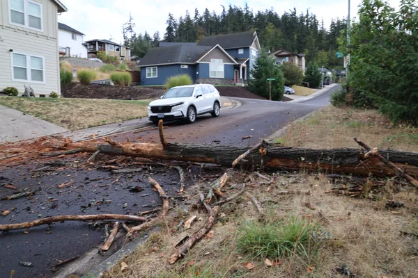 The fallen trunk stretching toward the opposite curb.