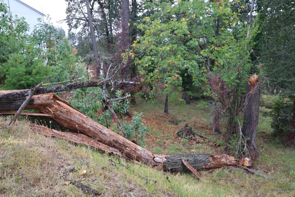 The broken tree resting across the hillside beneath the stump.