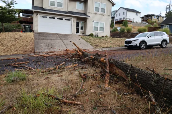 The tree running from the hillside toward the driveway and street.