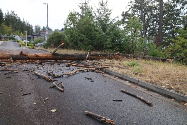 The trunk lying across the road near trees and a streetlight.