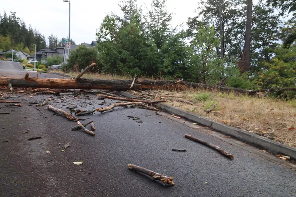 A road-level view along the fallen trunk and scattered branches.