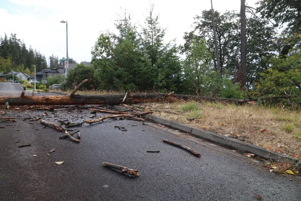 The tree blocking the street from curb to curb.