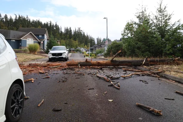 Broken limbs and bark scattered around the trunk in the roadway.