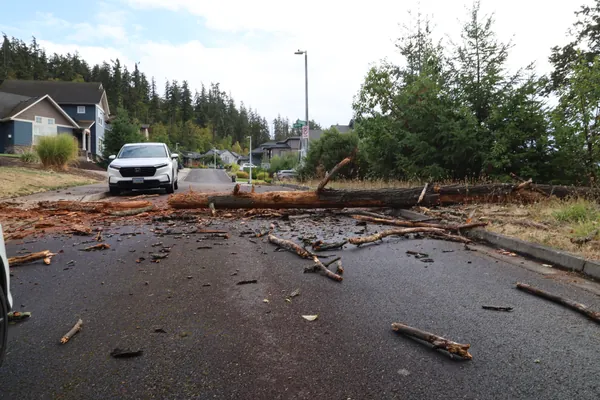 The blocked street viewed from beyond the fallen branches.