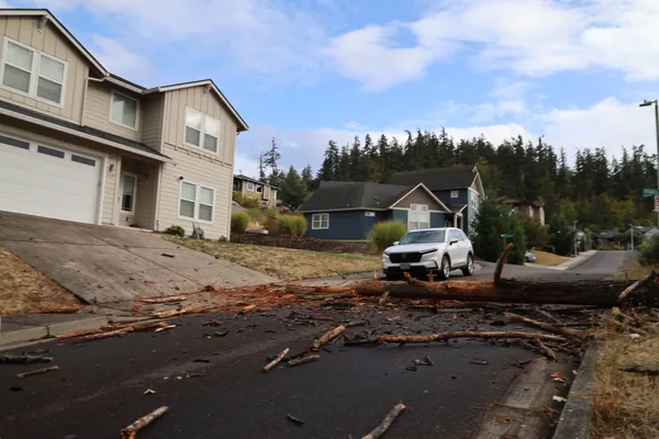 The fallen tree framed by driveways and a parked white vehicle.