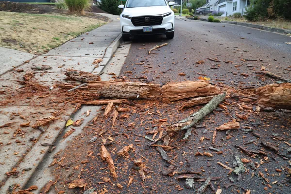 A close view of broken limbs and stripped bark on the pavement.