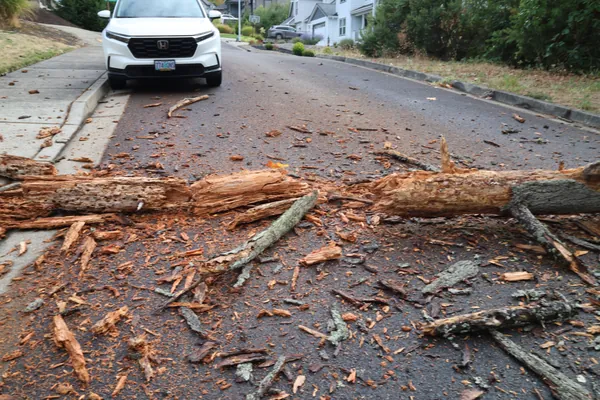 Branches and splintered pieces collected around the main trunk.