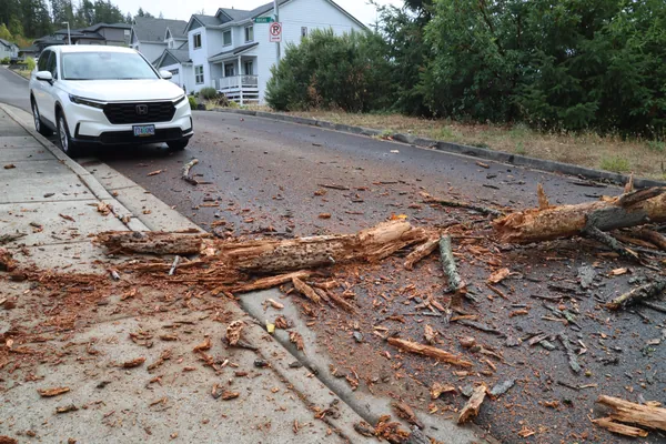 The tree debris seen from beside a parked vehicle.