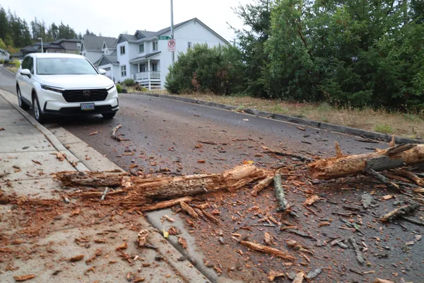 A low view across the trunk and branches in the street.