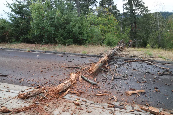 The splintered upper trunk lying near the opposite curb.