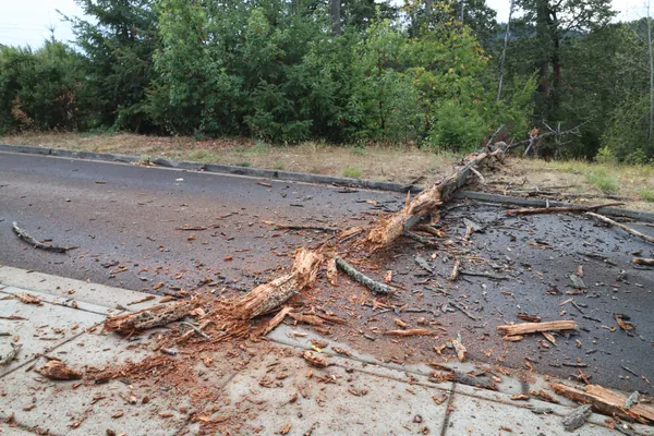The fallen top of the tree surrounded by smaller debris.