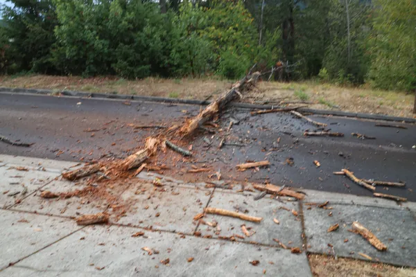 The trunk, bark, and branches scattered across the driveway entrance.