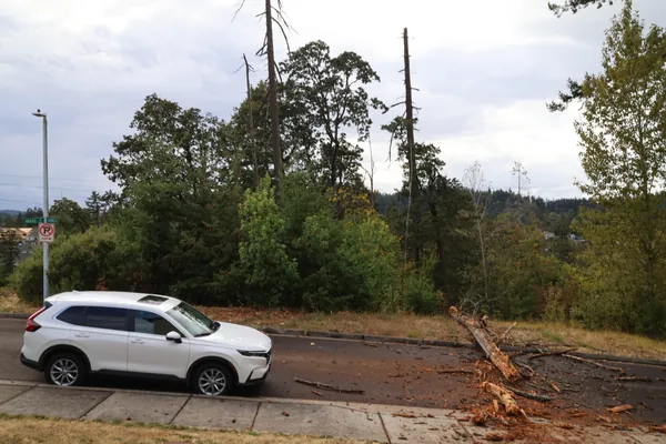 The damaged treeline and street viewed from the house side of the road.