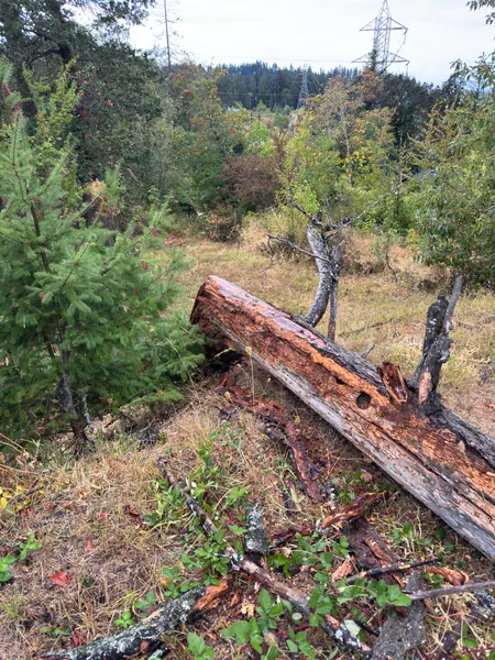 A close view of the fallen trunk and broken limbs on the slope.