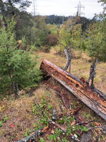 The splintered trunk lying among brush near the snapped stump.