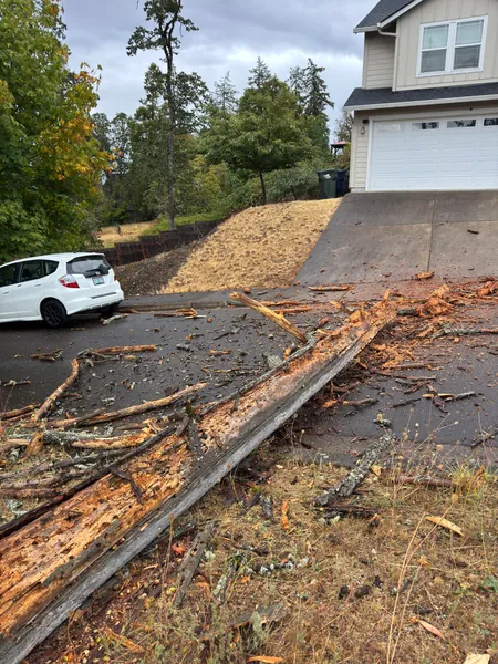 Stripped bark and branches extending from the slope toward the street.