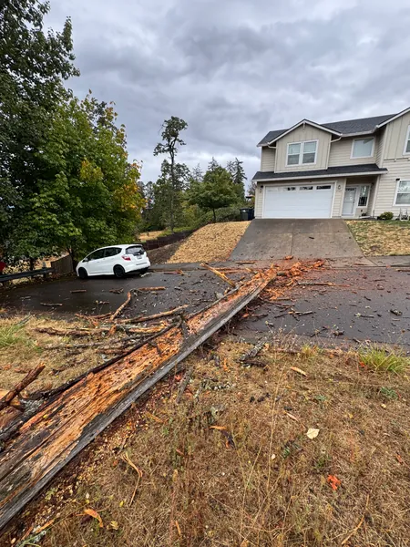 The fallen trunk pointing downhill toward a nearby driveway.