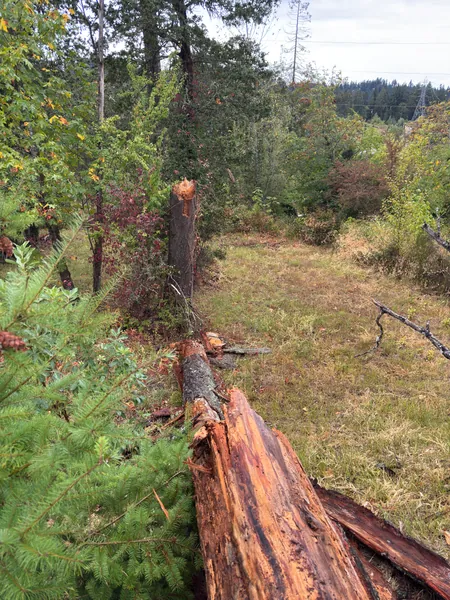 The snapped stump and broken tree seen through the surrounding brush.